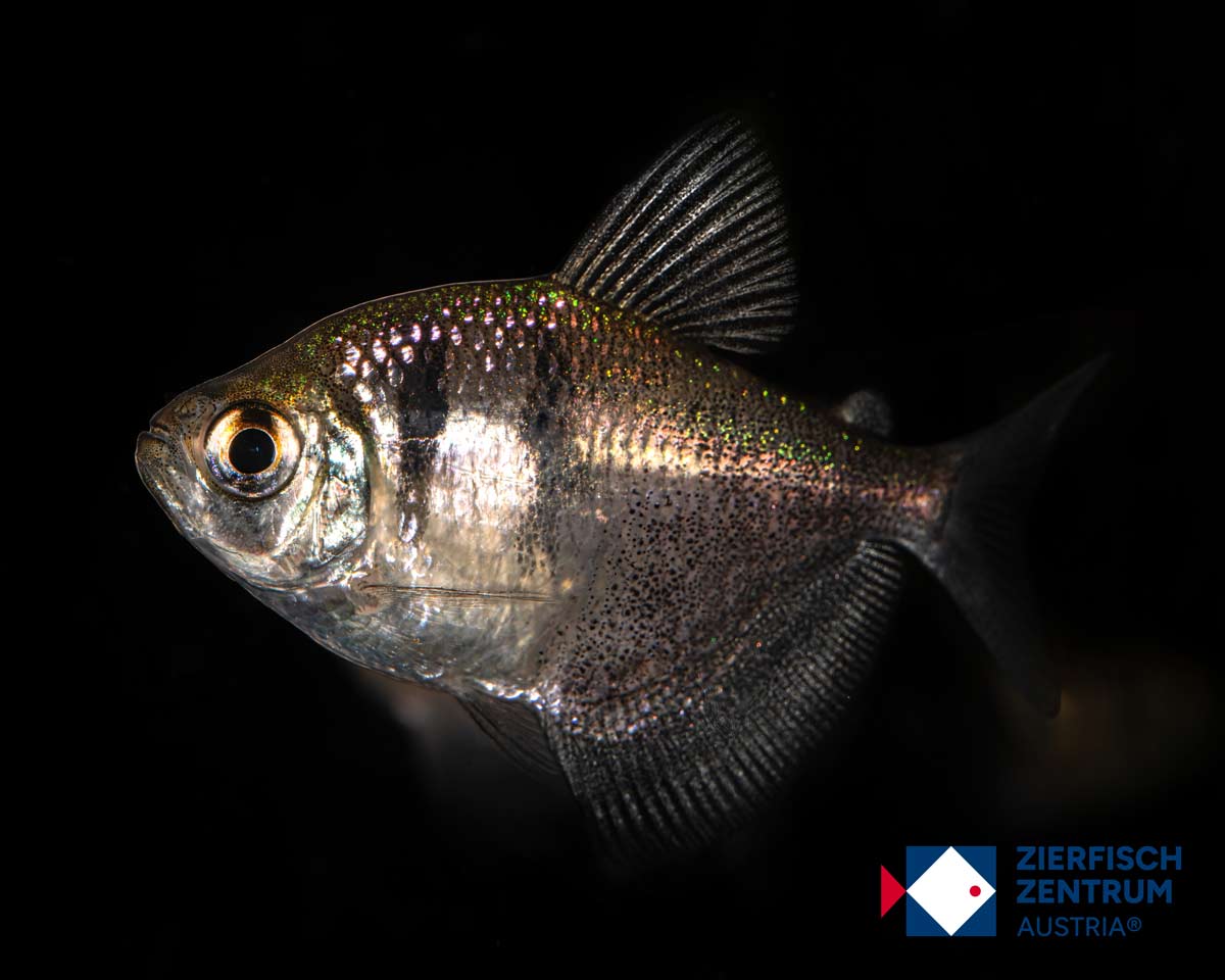 Gymnocorymbus ternetzi