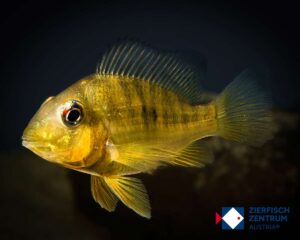 Gymnogeophagus balzanii