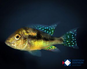 Gymnogeophagus caaguazuensis
