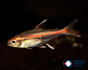 Hyphessobrycon erythrozonus