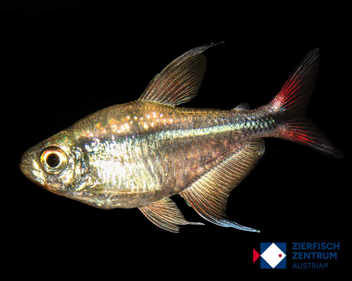 Hemigrammus filamentosus