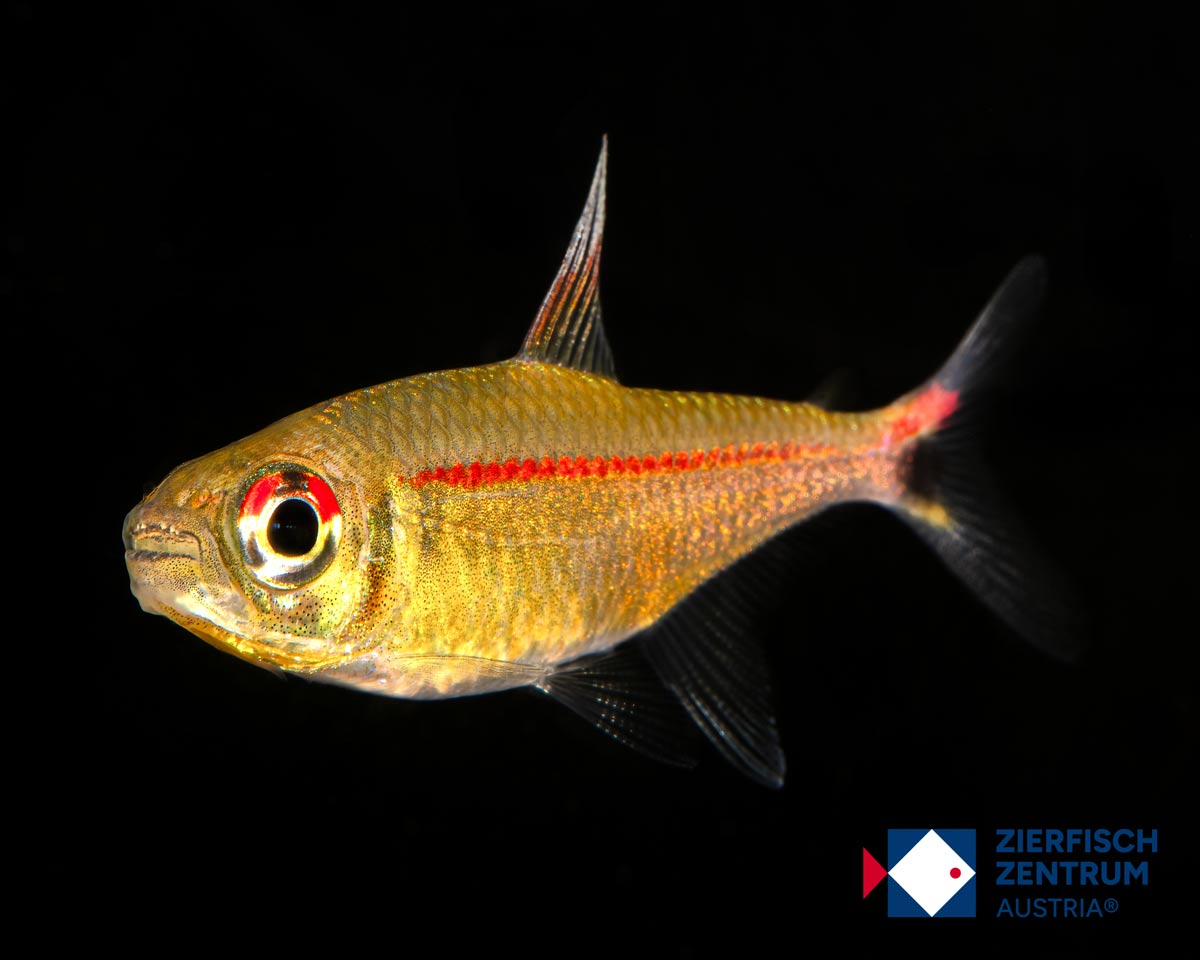 Hemigrammus rubrostriatus