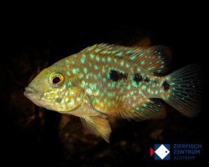 Herichthys carpintis escondido