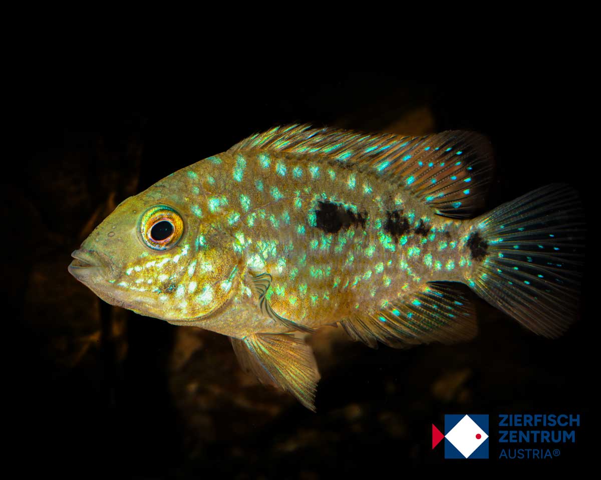 Herichthys carpintis escondido