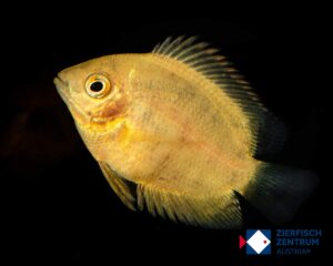 Heros severum gold