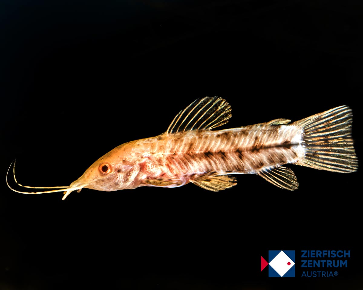 Hoplosternum thoracatum albino