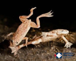 Hymenochirus boettgeri