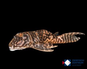 Hypancistrus sp. vaupes