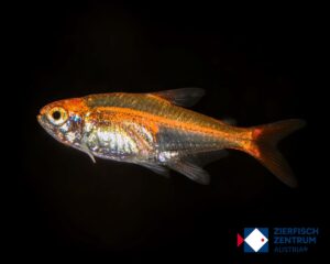 Hyphessobrycon amandae