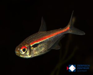 Hyphessobrycon amapaensis