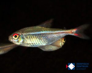 Hyphessobrycon cf. agulha