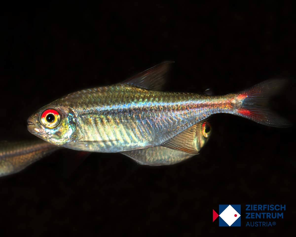 Hyphessobrycon cf. agulha