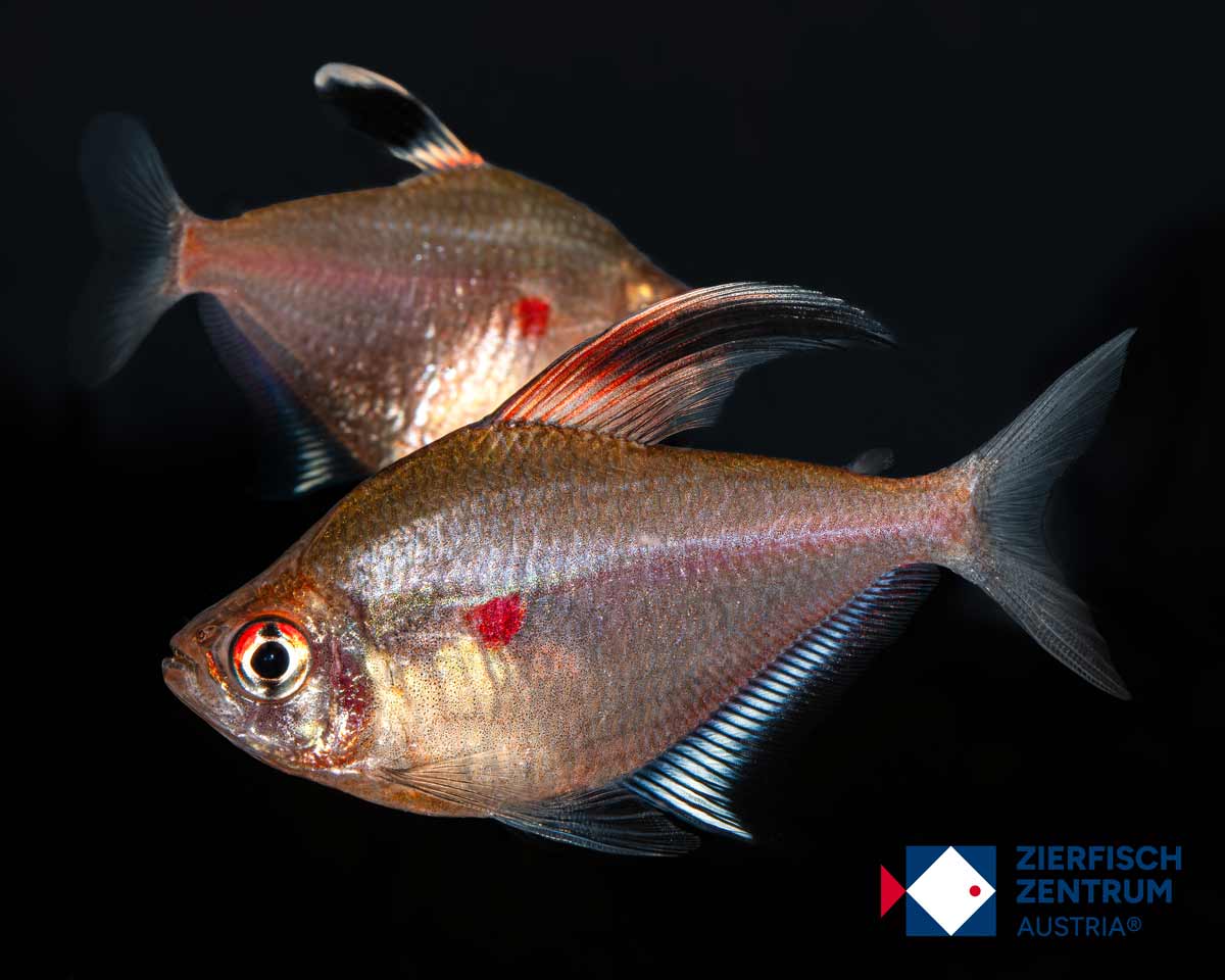 Hyphessobrycon erythrostigma