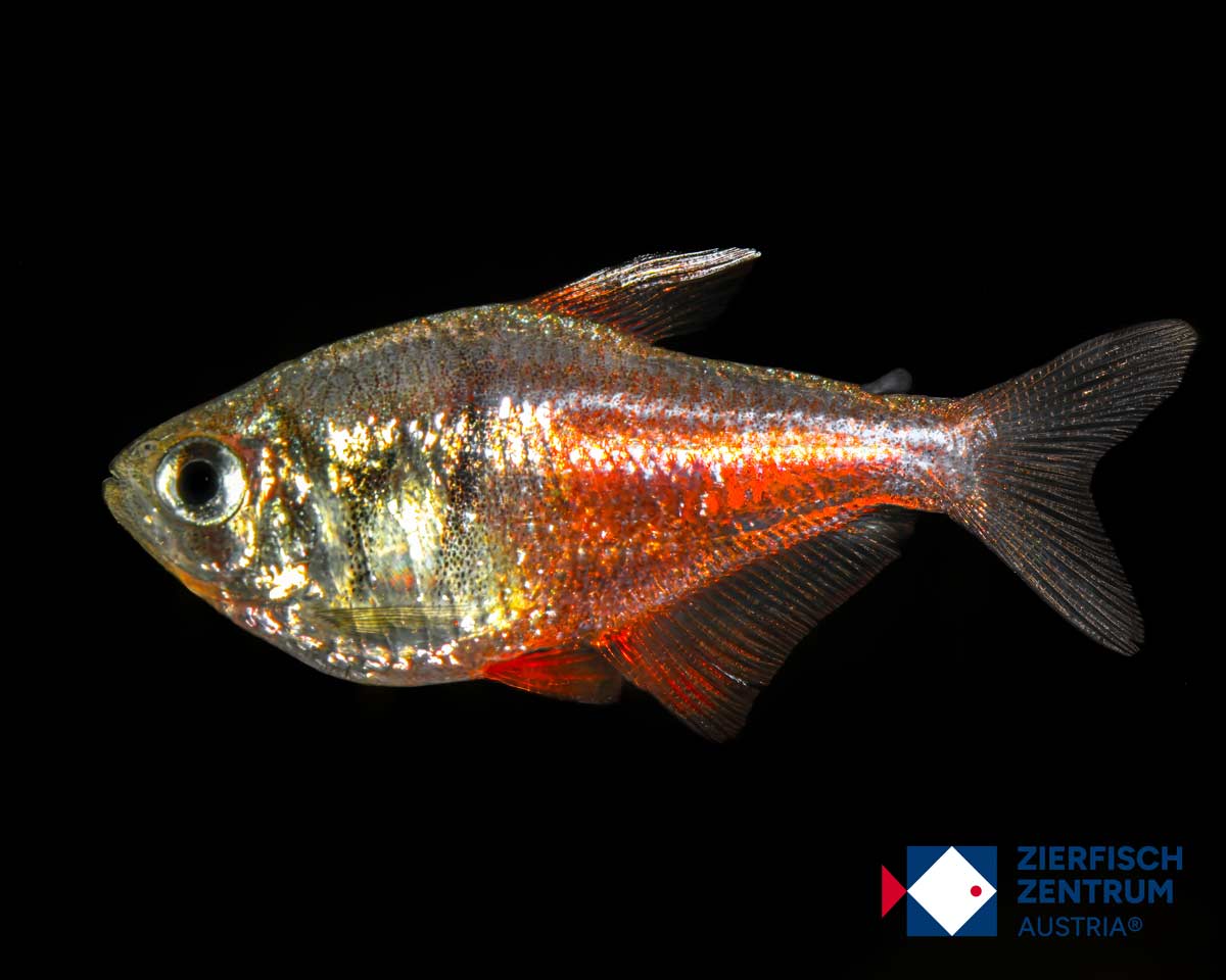 Hyphessobrycon flammeus