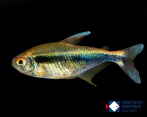 Melanotaenia herbertaxelrodi