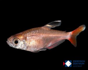 Hyphessobrycon micropterus