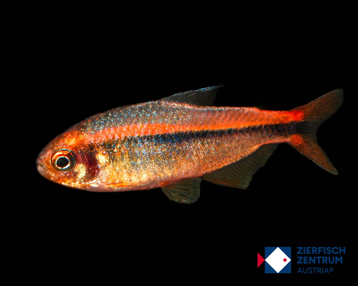 Hyphessobrycon myrmex