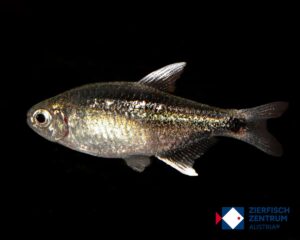 Hyphessobrycon negodagua