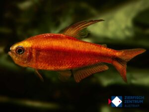 Hyphessobrycon notidanos red devil