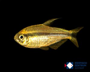 Hyphessobrycon notidanos yellow