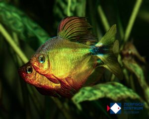 Hyphessobrycon procyon