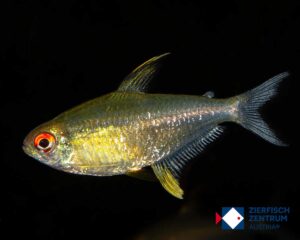 Hyphessobrycon pulchripinnis