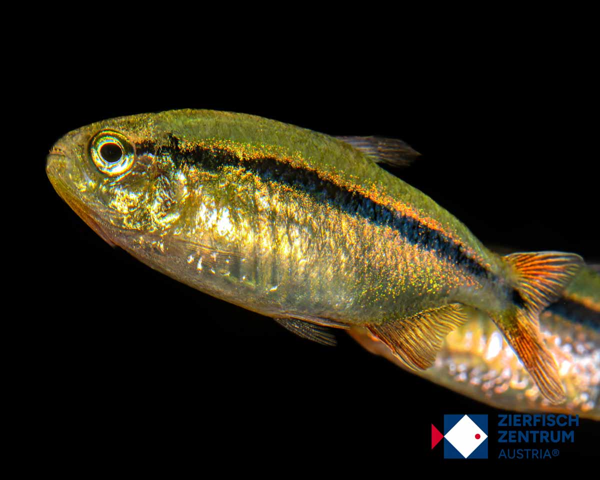 Hyphessobrycon sp. emerald green