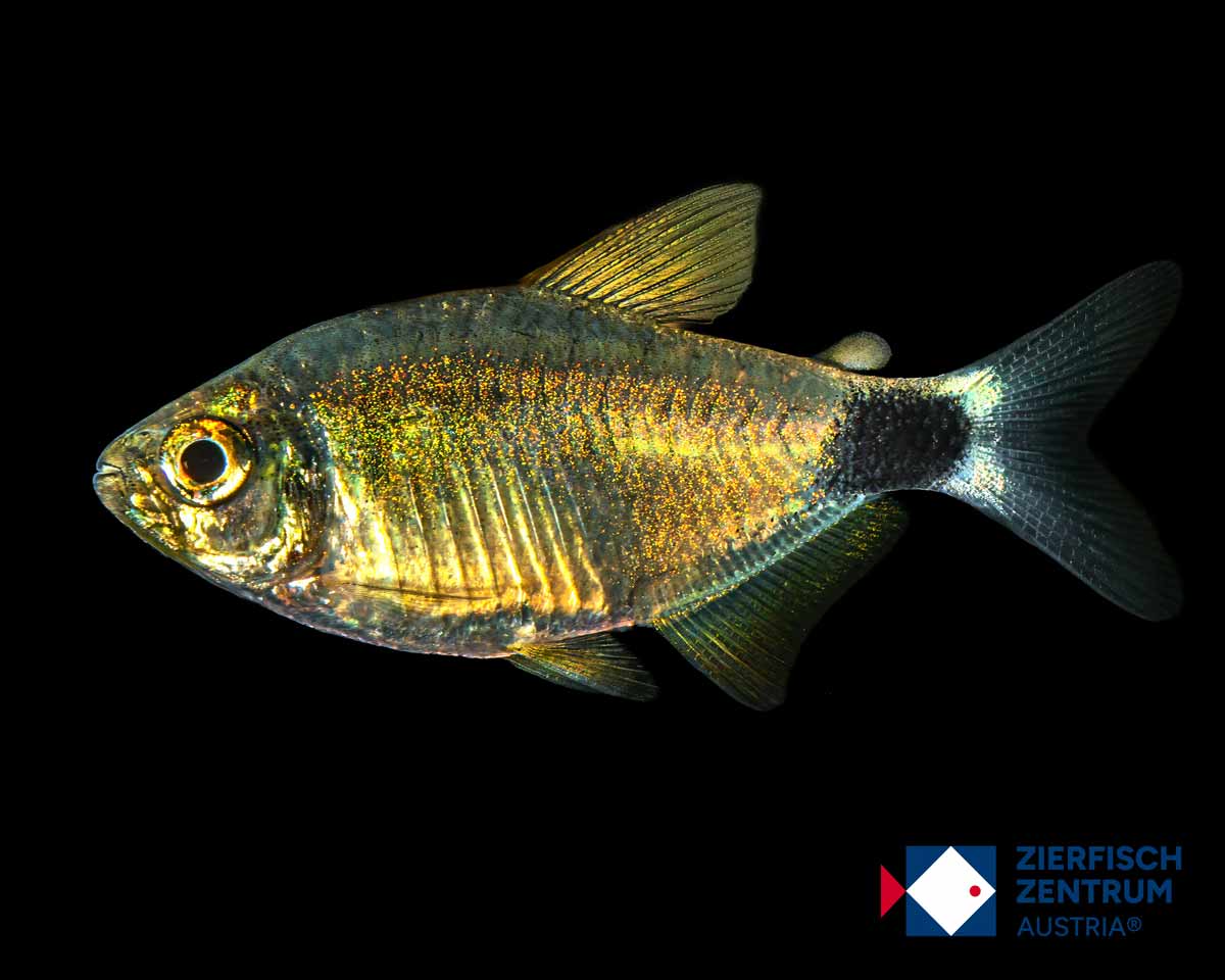 Hyphessobrycon sp. heliacus Rio Xingu