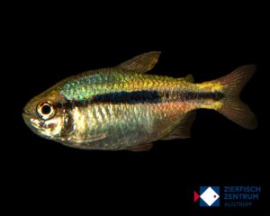 Hyphessobrycon sp. lapis emperor