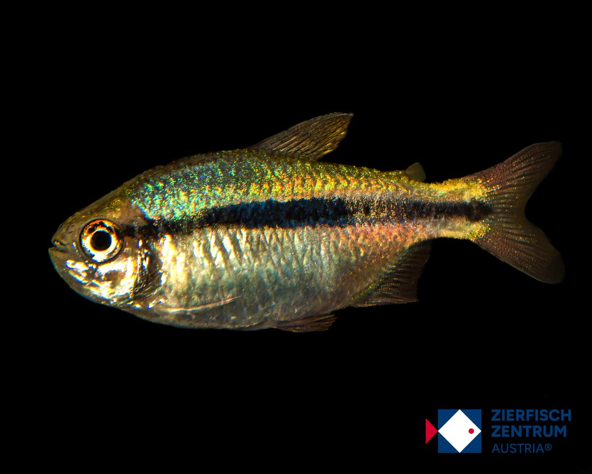 Hyphessobrycon sp. lapis emperor