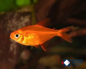 Hyphessobrycon sp. Red cherry (Muzel)