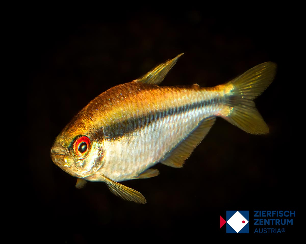 Hyphessobrycon sp. notidanos red eye