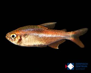 Hyphessobrycon wadai shine