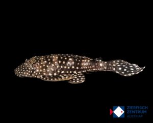 Hypostomus sertanejo