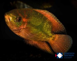 Hypselecara temporalis