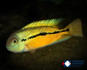 Hypsophrys nicaraguensis