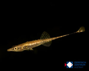 Indostomus crocodilus