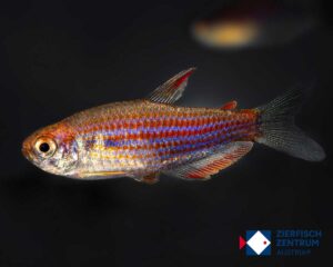 Inpaichthys paraupiranga