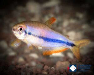 Inpaichthys spec red eye