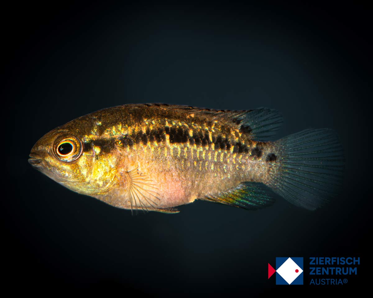 Ivanacara bimaculata