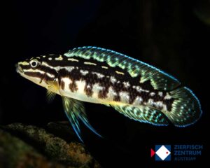 Julidochromis marlieri