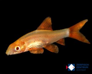Labeo frenatus albino