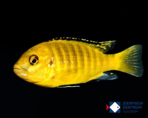 Labidochromis sp.  caeruleus  yellow