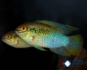 Laetacara cf flanannellus