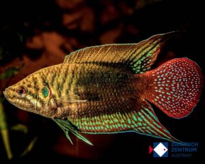 Macropodus ocellatus