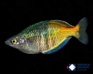 Melanotaenia boesemani