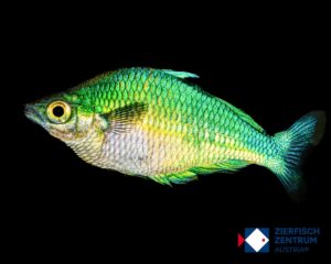 Melanotaenia lacustris