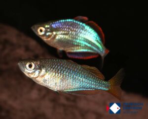 Melanotaenia praecox