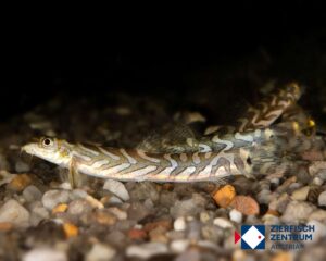 Mesonoemacheilus triangularis