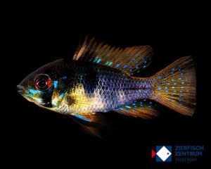 Mikrogeophagus ramirezi black